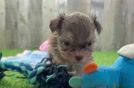 Meet Eden - our Shih Poo Puppy Video