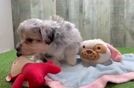 Little Aussie Bichon Designer Puppy