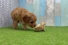 Petite Cavapoo Poodle Mix Pup