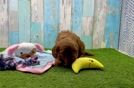 Meet Envy - our Mini Goldendoodle Puppy Video