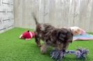 Cute Mini Doxie Poo Poodle Mix Puppy