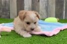 Small Maltipoo Baby