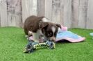 Meet Anna - our Mini Aussie Puppy Video