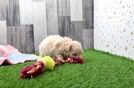 Cute Maltipoo Baby