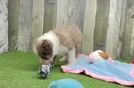 Adorable Labrapoo Poodle Mix Puppy