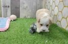 Best Maltipoo Baby