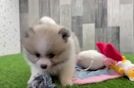 Pomeranian Pup Being Cute