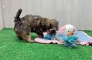 Shih Poo Puppy for Adoption
