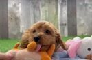 Fluffy Cavapoo Poodle Mix Pup