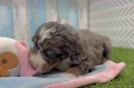 Mini Bernedoodle Puppy for Adoption