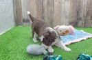 Mini Aussiedoodle Puppy for Adoption