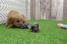 Cavapoo Puppy for Adoption