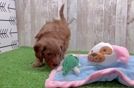 Cavapoo Pup Being Cute