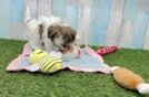 Havanese Puppy for Adoption