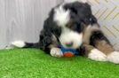 Best Mini Bernedoodle Baby