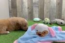 Mini Goldendoodle Pup Being Cute