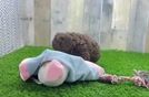 Best Cockapoo Baby