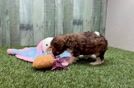 Best Cavapoo Baby