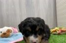 Energetic Mini Bernesepoo Poodle Mix Puppy