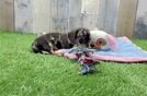 Meet Debbie - our Dachshund Puppy Video