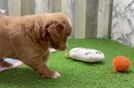 Best Mini Goldendoodle Baby