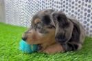 Dachshund Pup Being Cute