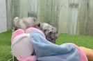 Meet Thunder - our Poodle Puppy Video
