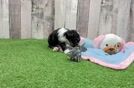 Energetic Aussiepoo Poodle Mix Puppy