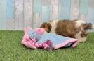 Cavachon Puppy for Adoption