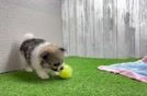 Energetic Loulou Purebred Puppy