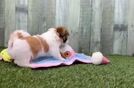 Meet Joann - our Teddy Bear Puppy Video