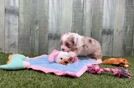 Best Mini Aussiedoodle Baby