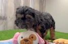 Smart Cavapoo Poodle Mix Pup