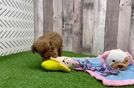 Meet Raphael - our Poodle Puppy Video