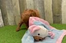 Mini Goldendoodle Puppy for Adoption