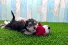 Hypoallergenic Morkshire Terrier Designer Puppy