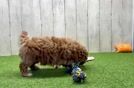 Cavapoo Puppy for Adoption