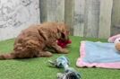 Petite Mini Goldendoodle Poodle Mix Pup