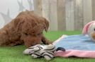 Best Mini Goldendoodle Baby