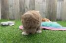Hypoallergenic Maltepoo Poodle Mix Puppy