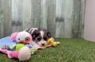 Meet Zali - our Cavapoo Puppy Video