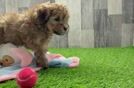 Mini Bernedoodle Puppy for Adoption