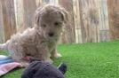 Cute Maltipoo Baby