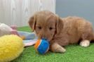 Happy Mini Goldendoodle Baby