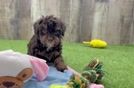 Fluffy Pudel Purebred Puppy