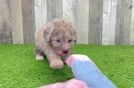 Cute Pudel Purebred Puppy