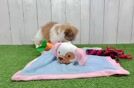 Adorable Havanese Shih Tzu Mix Designer Puppy