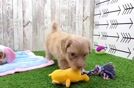 Energetic Havadoodle Poodle Mix Puppy