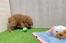 Friendly Mini Goldendoodle Baby