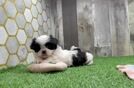 Shih Tzu Pup Being Cute